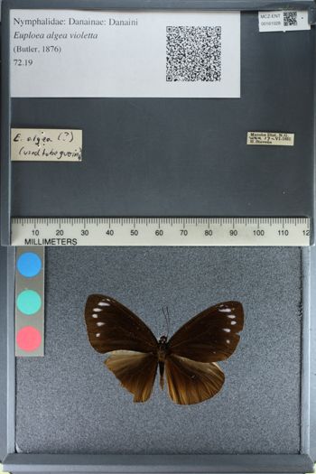 Media type: image;   Entomology 161028